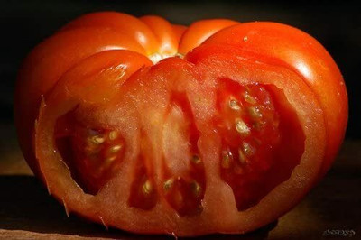 CYBEXIS Heirloom, Large Ribbed Tomatoes2000 Seeds Seed(2000 per packet)