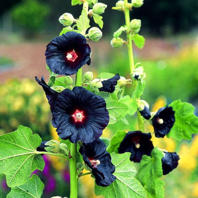 LIFELEX Hollyhock Mix Colour Seed(17 per packet)