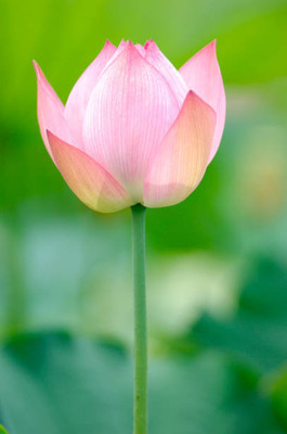 TULIP lotus,kamal gatta Seed(14 per packet)