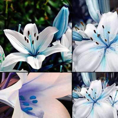 VibeX NBIR-42 - Blue Rare Lily - (540 Seeds) Seed(540 per packet)