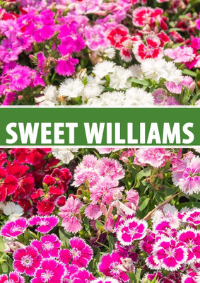 CEZIUS Sweet William Mixed Flower Seed(70 per packet)