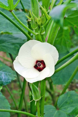 KANAYA Red Ladies Finger, Bhindi-Okra Seed(400 per packet)