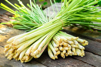 CYBEXIS LXI-56 - Lemon Grass Cymbopogon Flexuosus - (750 Seeds) Seed(750 per packet)