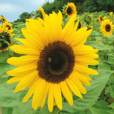 Arshiayat Sunflower Seed(250 per packet)