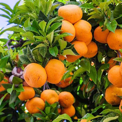 Aywal Orange Fruit Hybrid Seed(47 per packet)