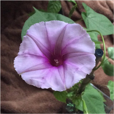 WILLVINE ™ Moonflower Seeds Mix White & Lavender-50 SEEDS Seed(50 per packet)