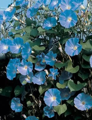 Aro Morning glory Seed(48 per packet)