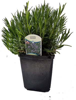 CYBEXIS LX-13 - Lavender Munstead Dark Purple - (2250 Seeds) Seed(2250 per packet)
