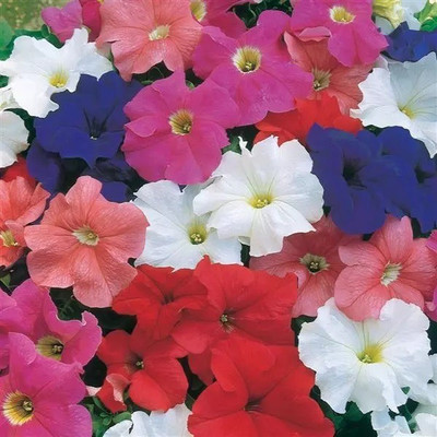 WHADE Mixture Petunia Seed(70 per packet)