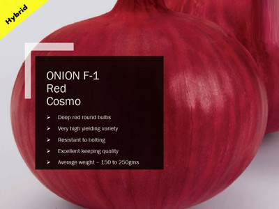 CYBEXIS ONION F-1 Red Cosmo SEEDS(2000 Seeds) Seed(2000 per packet)