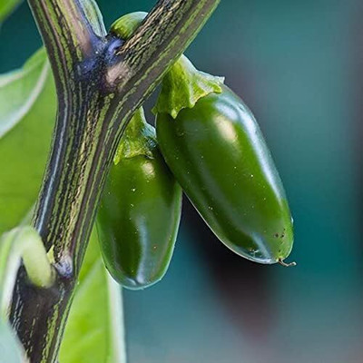KNESSiN Disease-Resistant Jalapeno Hot Pepper Seeds For Gardening-(1200 Seeds) Seed(1200 per packet)