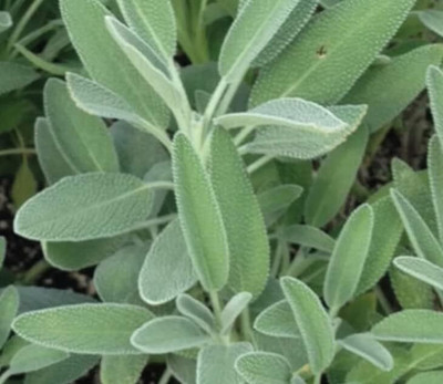Qualtivate PUAS-7A Sage (Salvia Officinalis) Broad Leaved Seed(100 per packet)