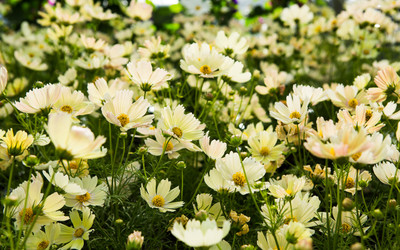 ZIXA Cosmos bipinnatus ‘Lemonade’ Seed(80 per packet)