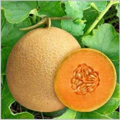 CYBEXIS PUAS-94 - F1 NIRUPAMA MUSK MELON/ KHARBUJA - (150 Seeds) Seed(150 per packet)