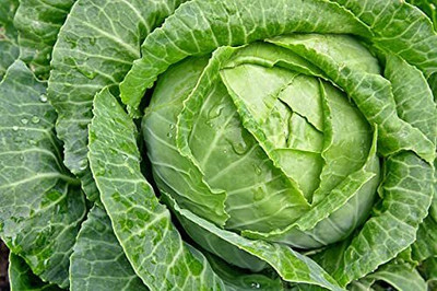 WILLVINE VNR -XI Bajrang F1 Hybrid Cabbage Seeds [10g] Seed(3000 per packet)