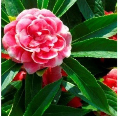 CYBEXIS Balsam Multi Mix Flower Seeds Seed(25 per packet)