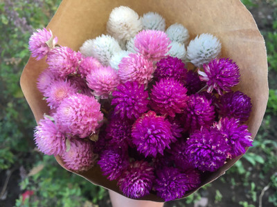 XOLDA Gomphrena mix flower Seed(10 per packet)