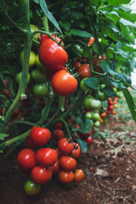 bheeshma tomato Seed(110 per packet)