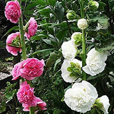 Aywal Hollyhock Mix Flower Seed(70 per packet)
