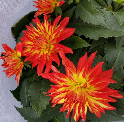 CYBEXIS NDIR-51 - Beautiful Dahlia Pompon Flower - (60 Seeds) Seed(60 per packet)
