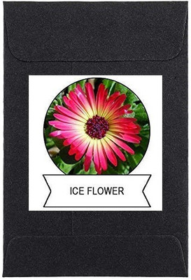 CYBEXIS Ice Flower Flower Seeds400 Seeds Seed(400 per packet)