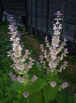 CYBEXIS GUA-32 - Clary Sage - (1350 Seeds) Seed(1350 per packet)