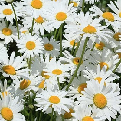 CYBEXIS NBIR-93 - Shasta Daisy Beautiful Bright White/Yellow Flower - (60 Seeds) Seed(60 per packet)