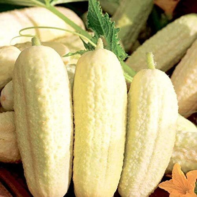 Qualtivate PUAS-9A White Cucumber Pickling Seeds Seed(300 per packet)