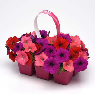 Qualtivate HUA-93 South Beach Petunia Flower Seed Mix Seeds Seed(50 per packet)