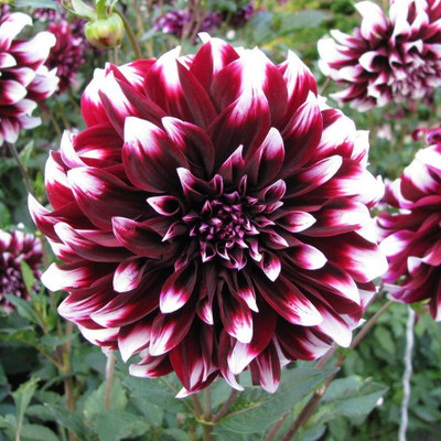 CYBEXIS VVI-21 - Rare Dahlia Opera White and Dark Purple Fresh - (180 Seeds) Seed(180 per packet)