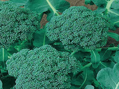 VibeX KGF -37 - Imported Broccoli - (1350 Seeds) Seed(1350 per packet)
