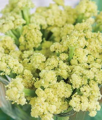 CYBEXIS Fioretto 85 Cauliflower Variety2000 Seeds Seed(2000 per packet)