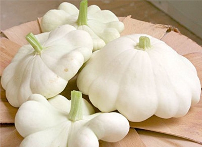 KNESSiN White Bush Scallop Squash[100 Seeds] Seed(100 per packet)
