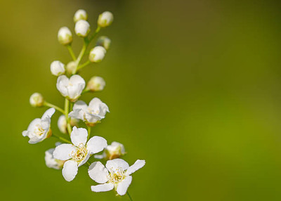 VERTISE gypsophila flower Seed(200 per packet)