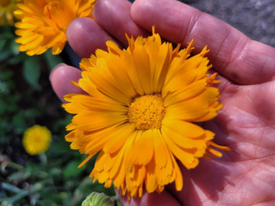 Lippy Calendula Flower Seed(100 per packet)
