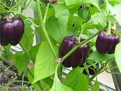 KNESSiN Heat Tolerant Purple Lilac Sweet Capsicum Seed For Kitchen Gardening-(100 Seeds) Seed(100 per packet)