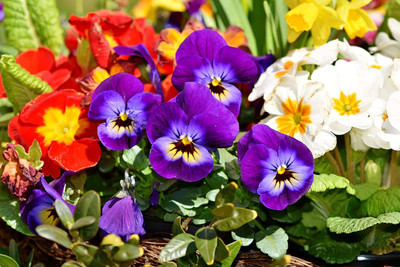 CYBEXIS Gardening Pansy Mix Colour Flower Seeds Seed(50 per packet)