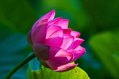 PARAM lotus,kamal gatta Seed(11 per packet)