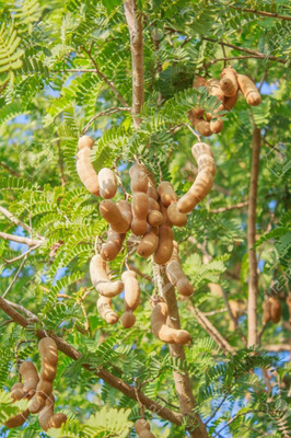 Aywal Meethi Imli ( Tamarind) Seed(9 per packet)