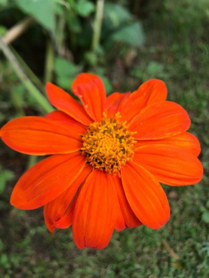 CEZIUS Non-GMO Tithonia Red Flower Seed(25 per packet)