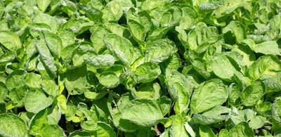 AFARTIOBINA 44 PCS SPINACH SEEDS Seed(44 per packet)