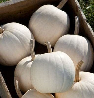 CRGO DIOART-ERW-™Pumpkin imported vegetables seeds-20 SEEDS-PS203 Seed(20 per packet)