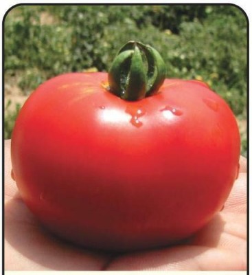 CYBEXIS Pusa Early Dwarf Hybrid Tomato 2000 Seeds Seed(2000 per packet)