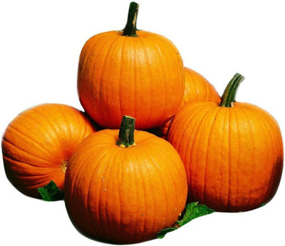 KNESSiN Heat Tolerant Howden Pumpkin Vegetable Seeds for Home Gardening (120 Seeds) Seed(120 per packet)