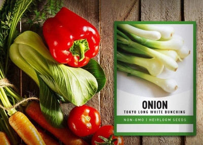 WILLVINE NDIR-71 Tokyo Long White Bunching Onion Seed(2000 per packet)