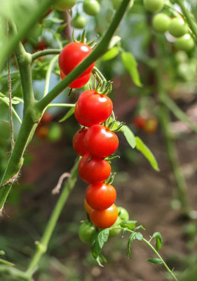 TANMAY FUN ZONE tomato Seed(145 per packet)