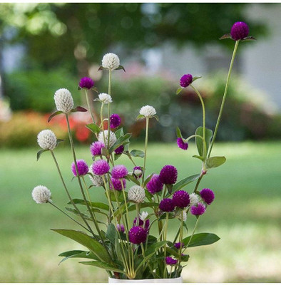 XOLDA Gomphrena mix flower Seed(25 per packet)