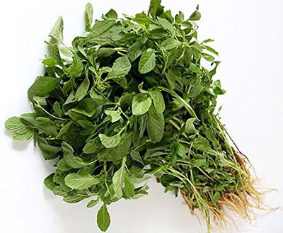 Qualtivate XL-620 Green Amaranth Seeds, Rajgira Seed(500 per packet)