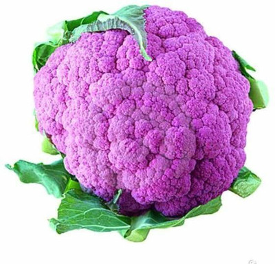 Radha Krishna Agriculture Imported Cauliflower Purple F1 Hybrid Seeds For Gardening/ Seed(70 per packet)