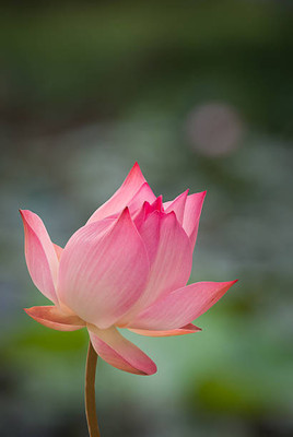 SSG lotus,kamal gatta Seed(10 per packet)
